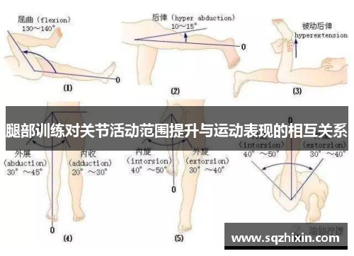 腿部训练对关节活动范围提升与运动表现的相互关系